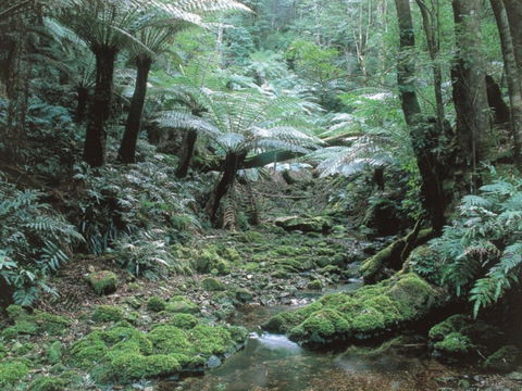 Corn Trail - Tourism Noosa 0