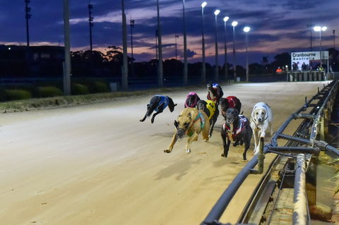 Cranbourne Greyhound Racing Club - Tourism Noosa 1