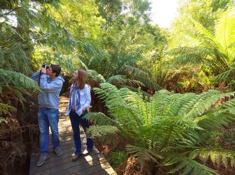 Endeavour Fern Gully Walks - Tourism Noosa 0