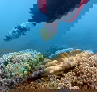 Geoffrey Bay Snorkel Trail - Tourism Noosa