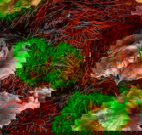 Ghost Mushroom Lane - Tourism Noosa