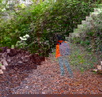 Gibraltar-Washpool World Heritage Walk - Tourism Noosa