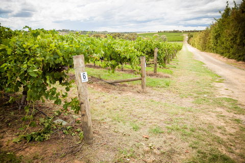 Grove Estate Wines - Tourism Noosa 0
