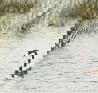 Little Llangothlin Picnic Area - Tourism Noosa