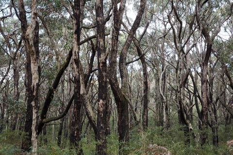 Lookout Hill  Circuit Walk - Tourism Noosa 0