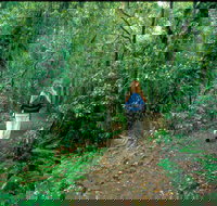 Mount Cougal Springbrook National Park - Tourism Noosa