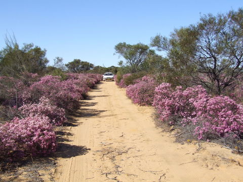 Reynoldson's Flora Reserve - Tourism Noosa 0