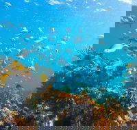 Snorkelling McKenzies Beach - Tourism Noosa