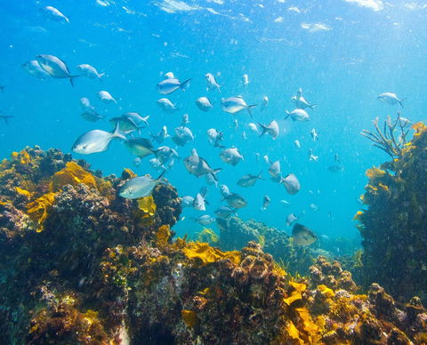 Snorkelling McKenzies Beach - Tourism Noosa 0