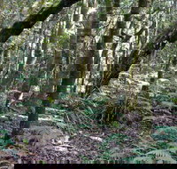 Summit Walking Track Mount Hyland Nature Reserve - Tourism Noosa