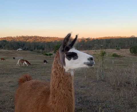 The Llama Farm - Tourism Noosa 0