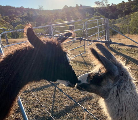 The Llama Farm - Tourism Noosa 1