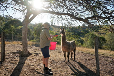 The Llama Farm - Tourism Noosa 2