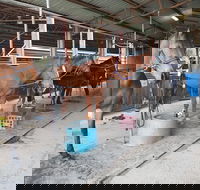 The Equine Club - Tourism Noosa