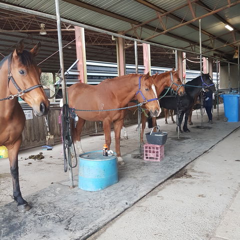 The Equine Club - Tourism Noosa 0