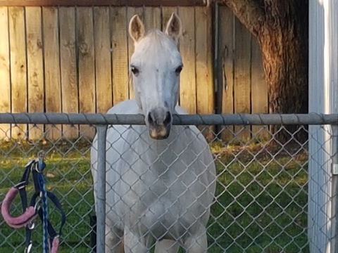 The Equine Club - Tourism Noosa 2