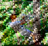 TreeTop Challenge Currumbin Wildlife Sanctuary - Tourism Noosa