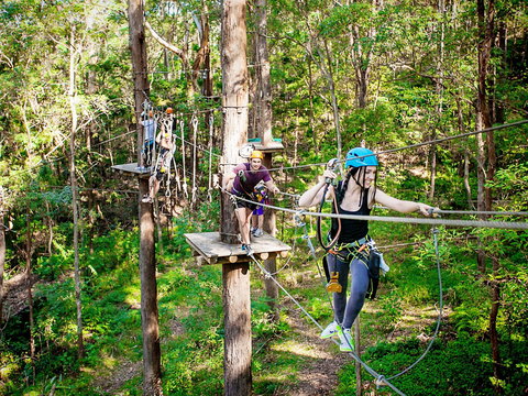 TreeTop Challenge Currumbin Wildlife Sanctuary - Tourism Noosa 1
