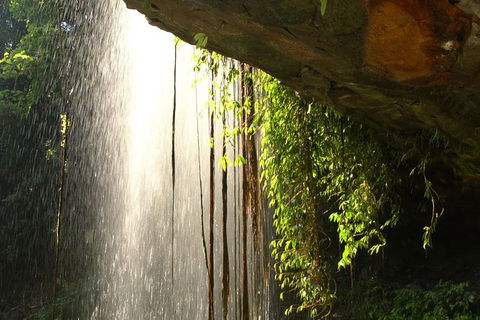 Rainforest & Waterfall Experience - Tourism Noosa 9
