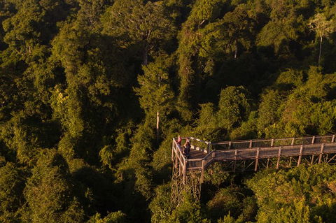 Rainforest & Waterfall Experience - Tourism Noosa 5