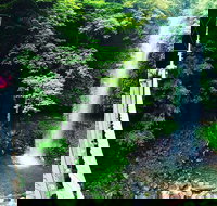 Rainforest  Waterfall Experience - Tourism Noosa