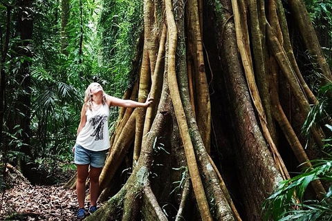 Rainforest & Waterfall Experience - Tourism Noosa 3
