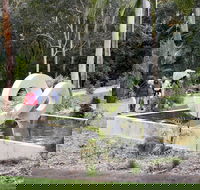 Maroochy Regional Bushland Botanic Garden - Tourism Noosa