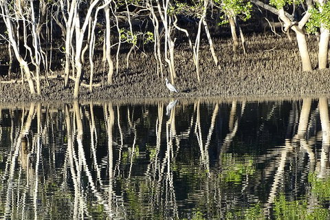 Sunset Eco Rainforest River Cruise - Tourism Noosa 3