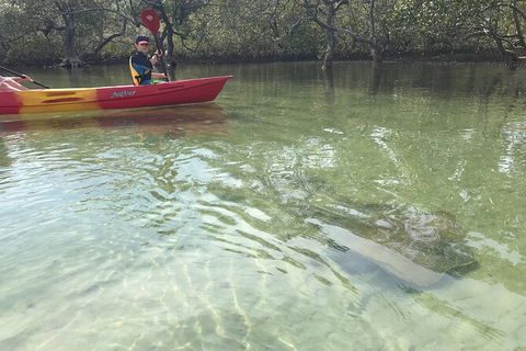 2-Hour Rental Kayak Double In Brunswick River - Tourism Noosa 6