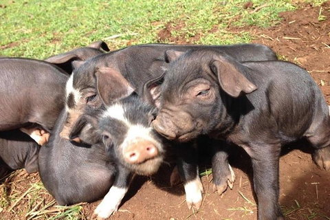 Paddock To Plate Farm Tour And Tasting - Tourism Noosa 9