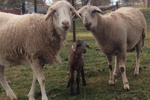 Paddock To Plate Farm Tour And Tasting - Tourism Noosa 7