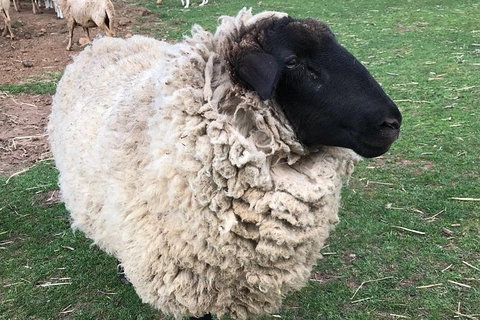 Paddock To Plate Farm Tour And Tasting - Tourism Noosa 3