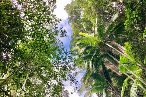 Guided E Bike Tour - Unicorn Falls & National Park - Tourism Noosa 5