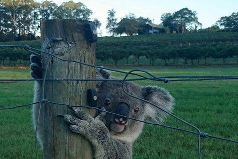 The Secret Vines Experience Port Macquarie - Tourism Noosa 1