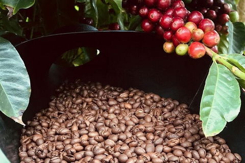 Coffee Farm Tour And Workshop, Byron Bay Hinterland - Tourism Noosa 1