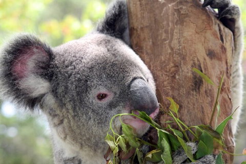 Private 10-hour Tour To Blue Mountains From Sydney - Hotel Pick Up & Drop Off - Tourism Noosa 2