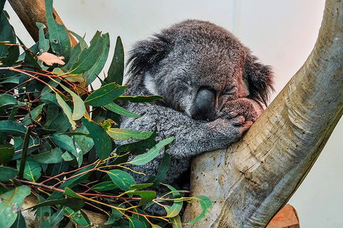 Blue Mountains Highlights, Wildlife Park And Scenic World Full Day Private Tour - Tourism Noosa 1