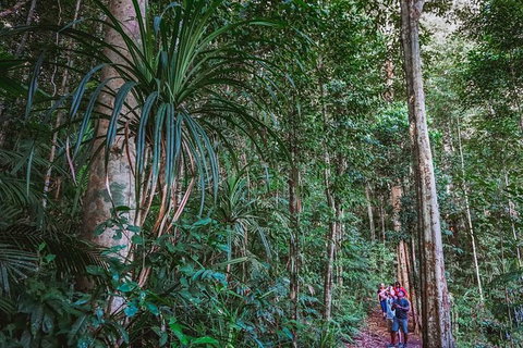Atherton Tablelands Rain Forest By Night From Cairns - Tourism Noosa 0