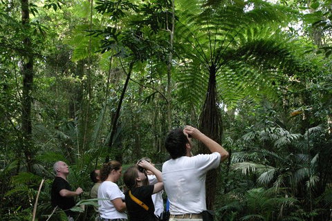 Atherton Tablelands Rain Forest By Night From Cairns - Tourism Noosa 6