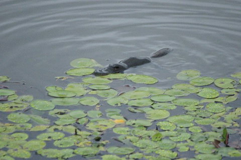 Atherton Tablelands Rain Forest By Night From Cairns - Tourism Noosa 5