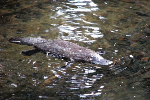 Atherton Tablelands Rain Forest By Night From Cairns - Tourism Noosa 7