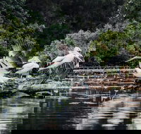 Everglades Eco Safari to Australia's Everglades - Tourism Noosa