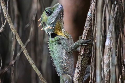 Mossman Gorge Adventure Day - Tourism Noosa 3