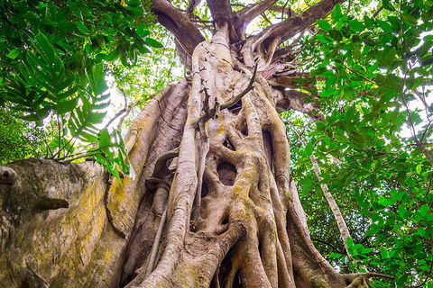 Mossman Gorge Adventure Day - Tourism Noosa 5