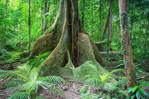 Mossman Gorge Adventure Day - Tourism Noosa 1