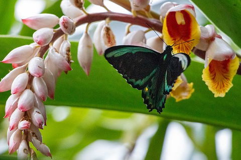 Australian Butterfly Sanctuary- Virtual Interactive Tour With Private Guide - Tourism Noosa 0