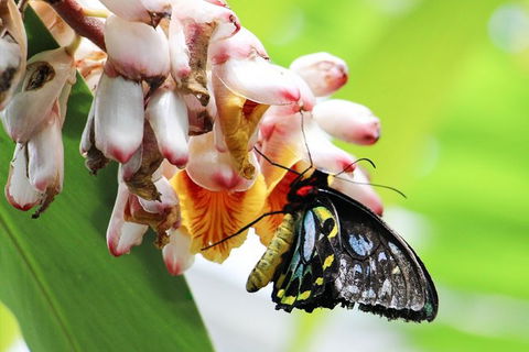 Australian Butterfly Sanctuary- Virtual Interactive Tour With Private Guide - Tourism Noosa 7