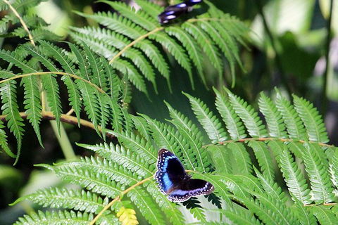 Australian Butterfly Sanctuary- Virtual Interactive Tour With Private Guide - Tourism Noosa 3