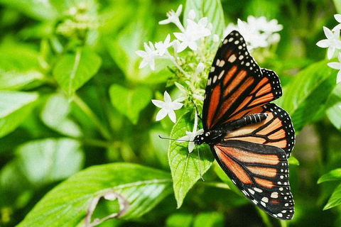 Australian Butterfly Sanctuary- Virtual Interactive Tour With Private Guide - Tourism Noosa 4