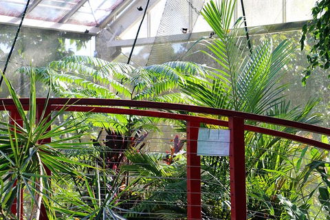 Australian Butterfly Sanctuary- Virtual Interactive Tour With Private Guide - Tourism Noosa 2